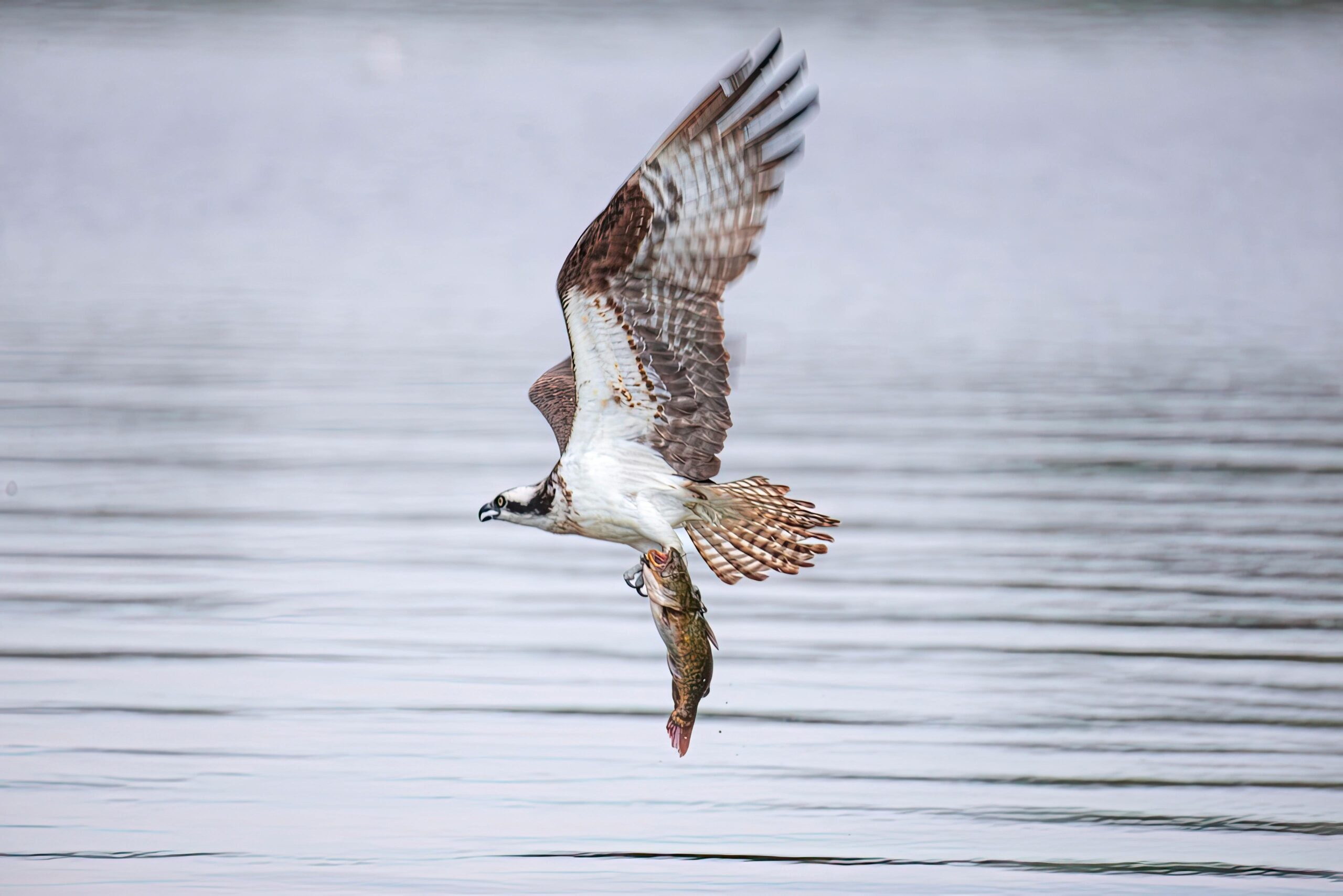 Osprey in flight over a lake, showcasing its distinctive dark eye patch and wingspan.