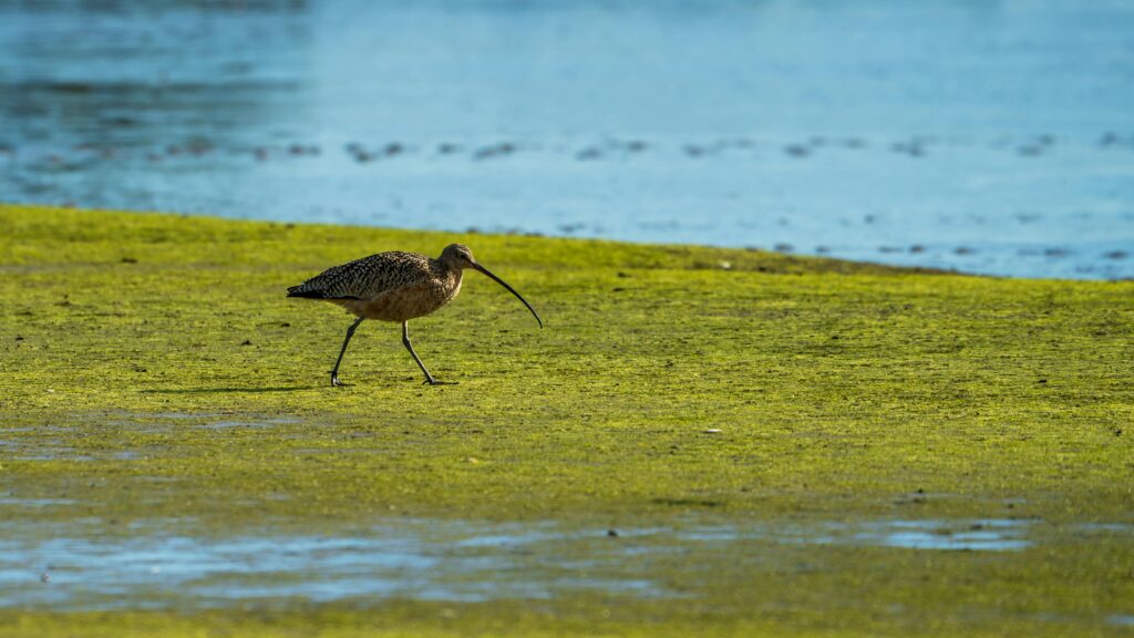 A Curlew with a long, curved bill feeding on mudflats along the River Severn during autumn migration.