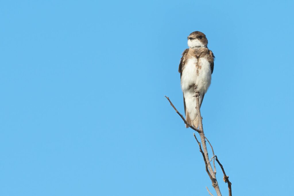 Sand Martin flying near its nesting site, demonstrating its brown and white plumage.