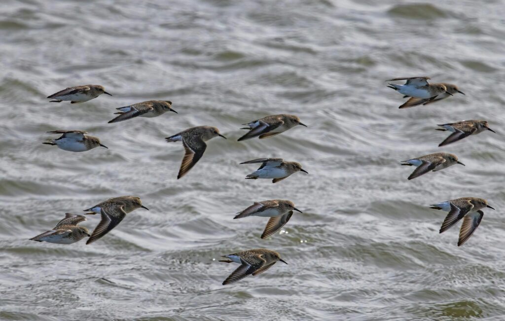 A flock of Dunlins feeding on mudflats in the Severn Estuary, preparing for migration to Africa.