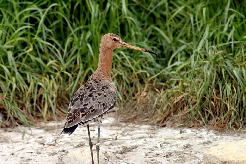 A Black-tailed Godwit standing in the Severn floodplains during its autumn migration from Iceland.