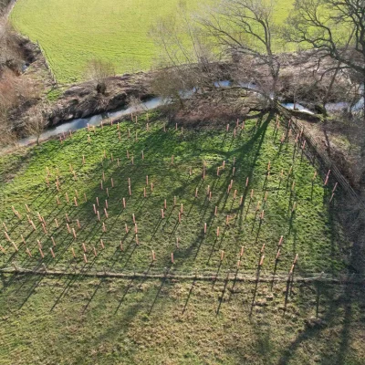 Roots for Rivers - Aerial view of newly planted trees along the riverbank, enhancing river health and reducing erosion.